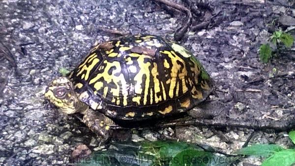 Box turtle