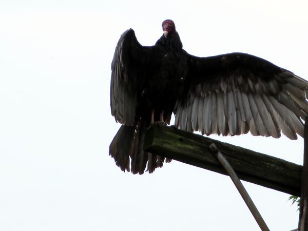 Vulture