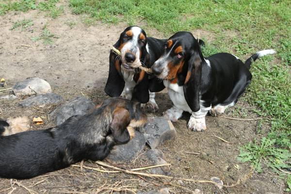 Fatty, Beddy, & Bazinga