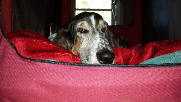 Normie in the new crate