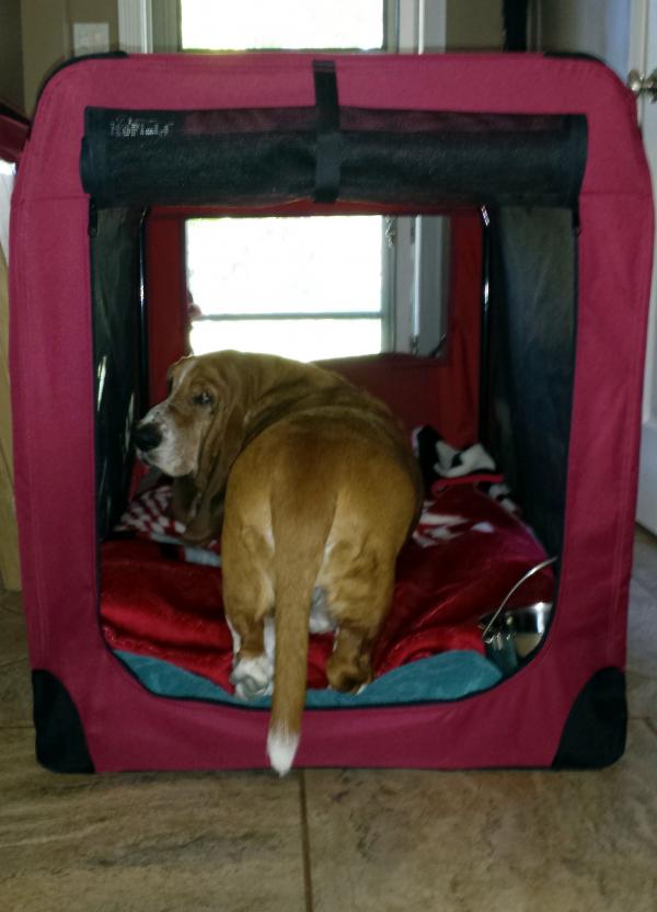 Noogie in the new crate