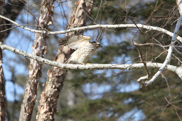 Coopers hawk