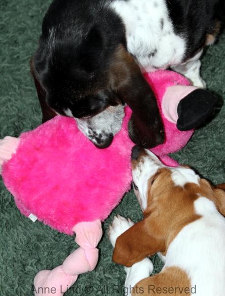 Normie and Naomi vs pink chicken nugget