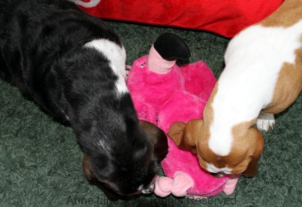 Normie and Naomi vs pink chicken nugget