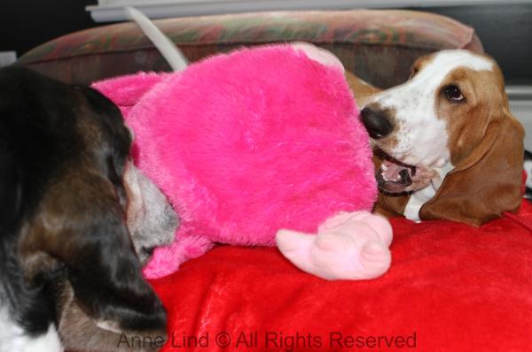 Normie and Naomi vs pink chicken nugget