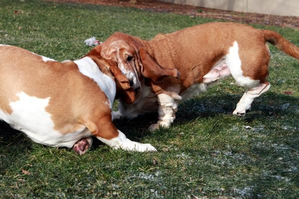 Noogers and Naomi playing