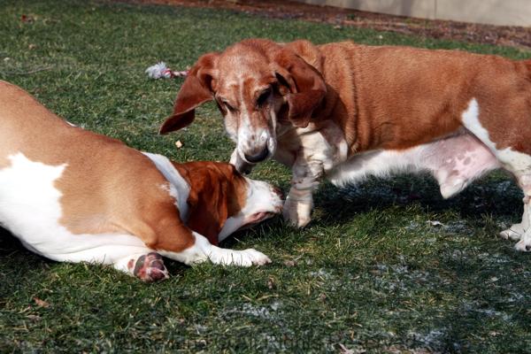 Noogers and Naomi playing