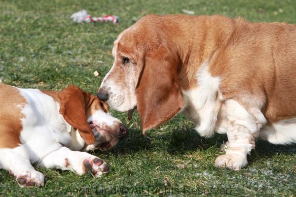Noogers and Naomi playing