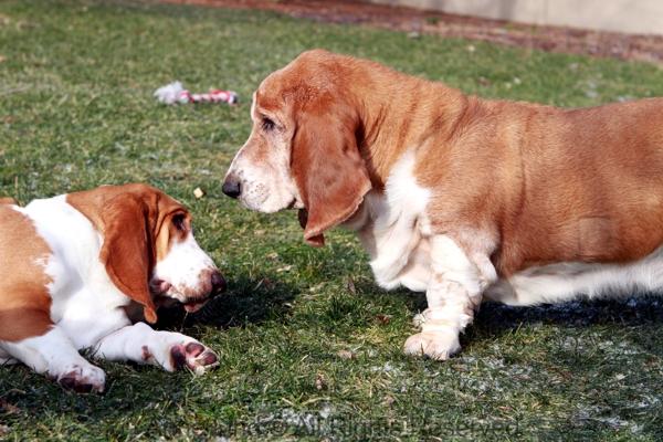 Noogers and Naomi playing
