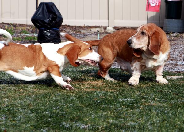 Noogers and Naomi playing