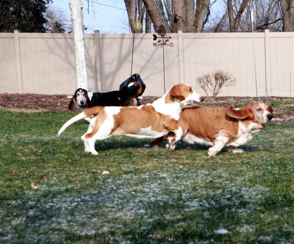 Noogers and Naomi playing