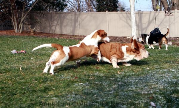 Noogers and Naomi playing