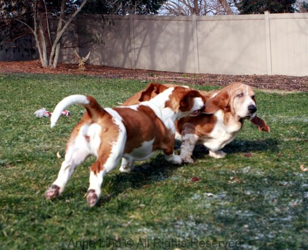 Noogers and Naomi playing