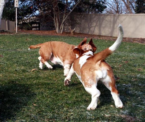 Noogers and Naomi playing