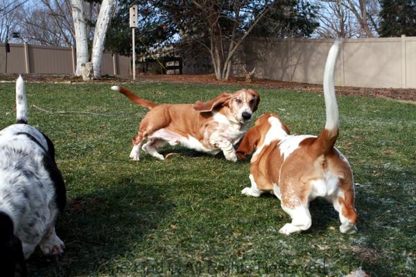 Noogers and Naomi playing