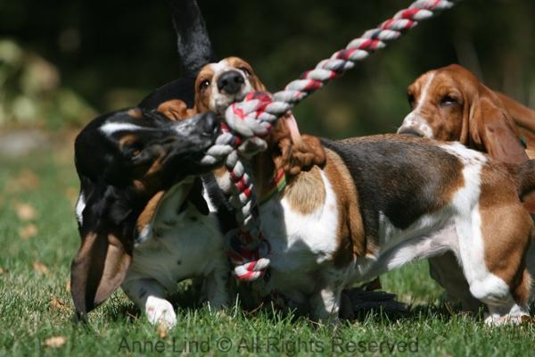 Norman, Marley, and Noogers