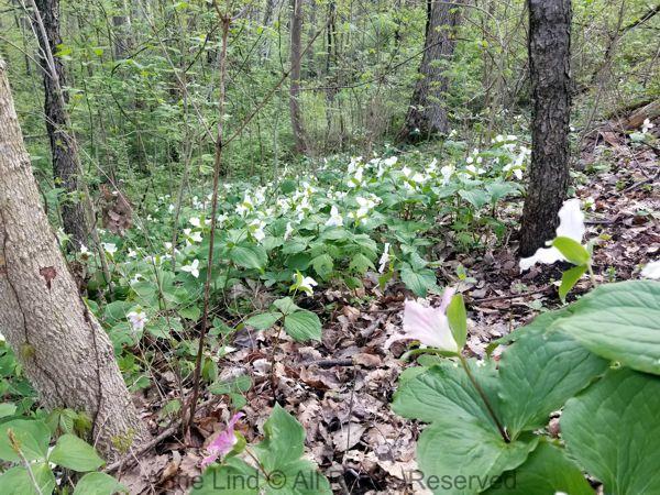 Sugarcreek Reserve hike