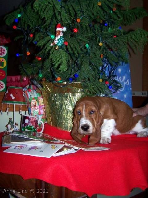 puppy's 1st xmas