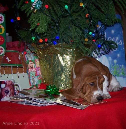 puppy's 1st xmas