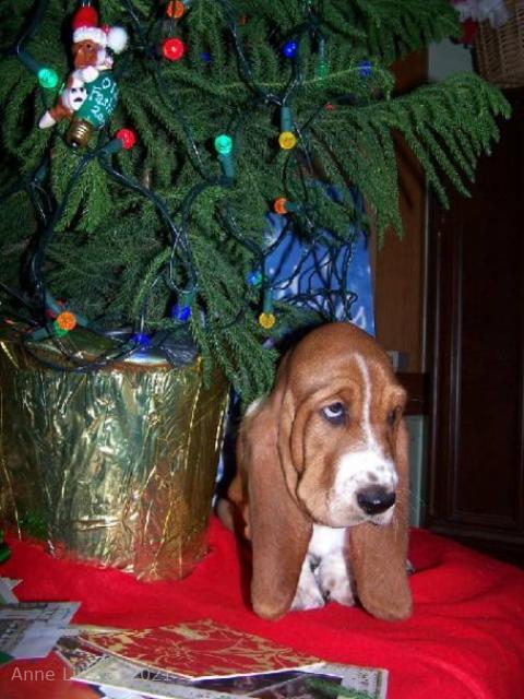 puppy's 1st xmas