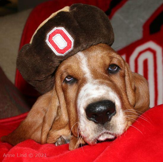 Noogent OSU hat