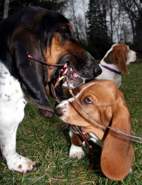 Norm Nooge Chewing stick