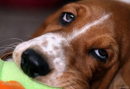 Noog wanting to play tug