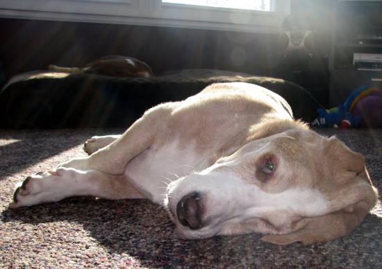 Hoover bathed in sun rays