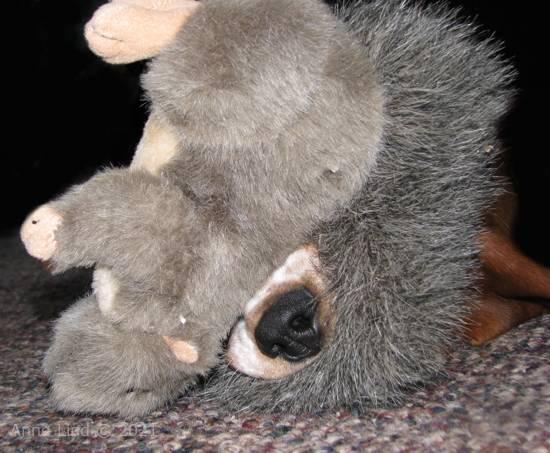 Noogent and his squirrel