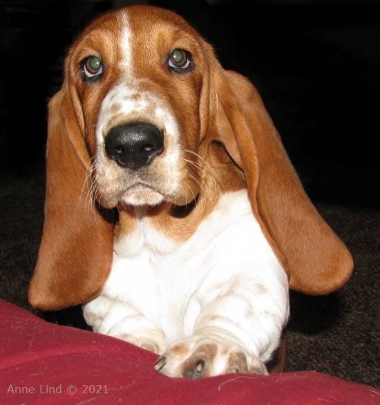 Noog wanting up on chair