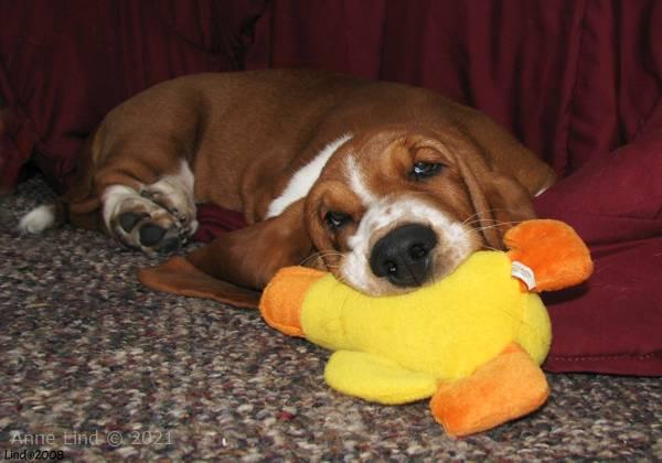 Noogent with his duck
