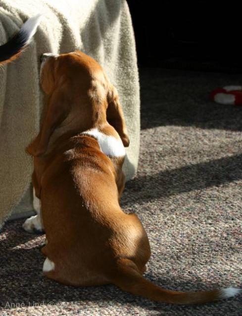 Noogent waiting to bite Norm's tail