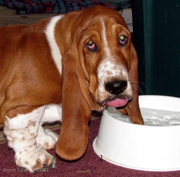 Noogent getting a drink