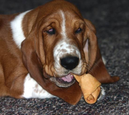 Noogent chewing a chewy