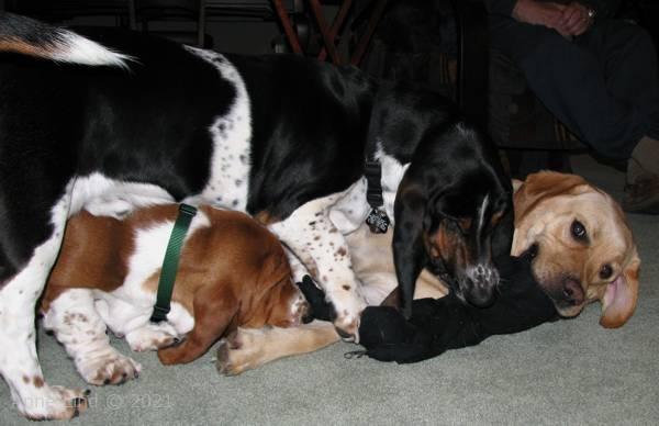 Norman, Noogent, and Charlie playing tug