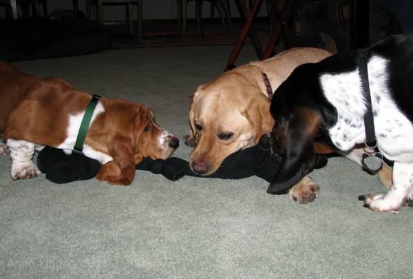 Norman, Noogent, and Charlie palying tug