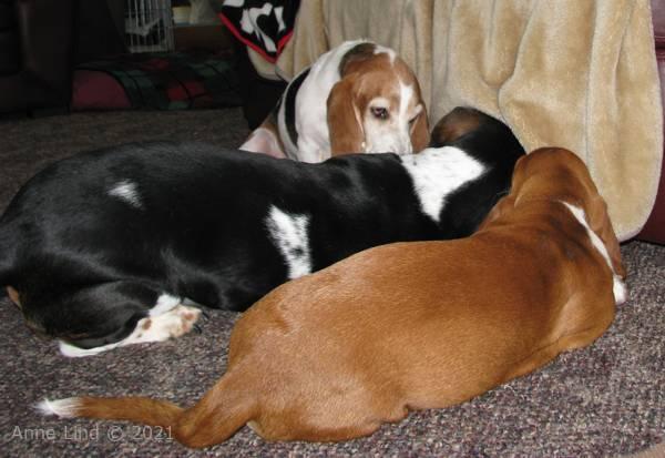 Gretchen, Norman, & Noogent