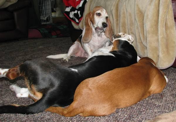 Gretchen, Norman, & Noogent 