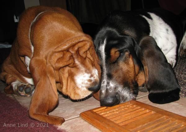 Noog and Norm investigating the vent