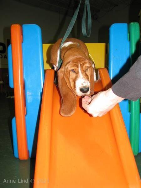 Noog's 3rd puppy class