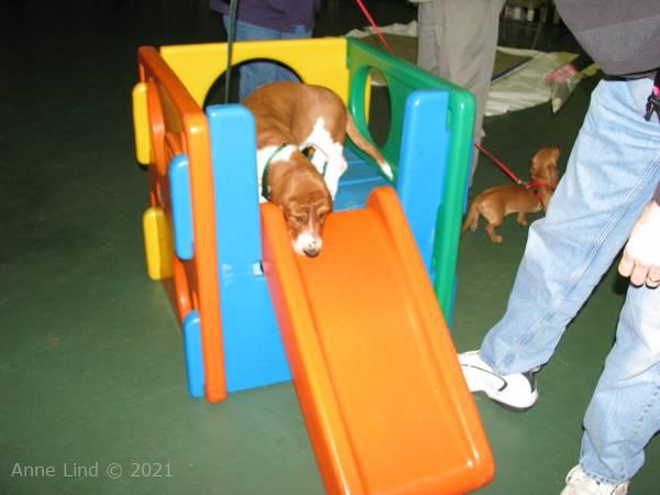 Noog's 3rd puppy class