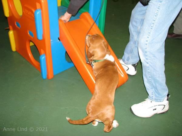 Noog's 3rd puppy class
