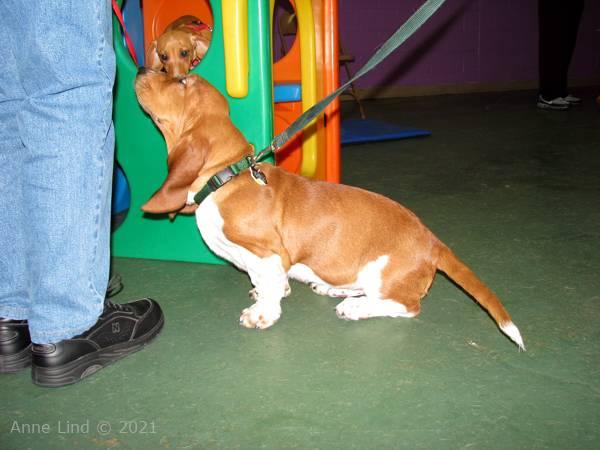 Noog's 3rd puppy class
