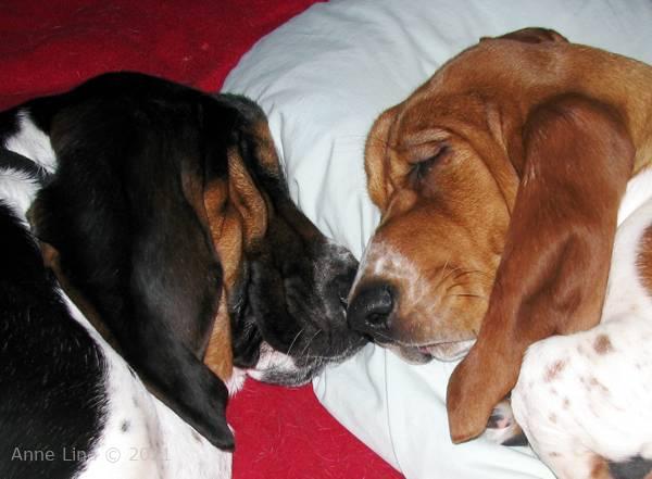 Norman and Noogent napping