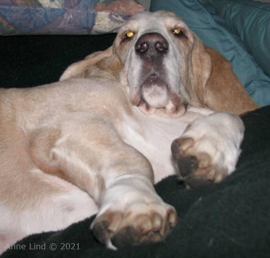 Hoover snuggled on his new bed