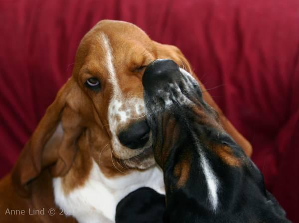 Noog and Norm playing