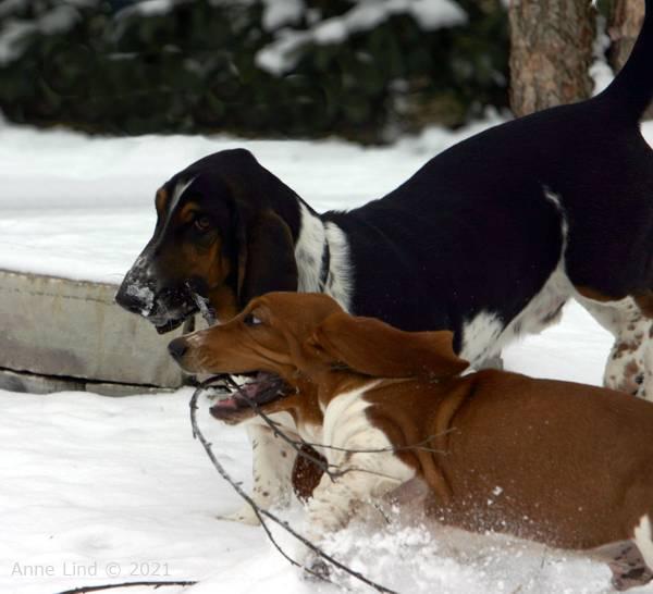 Noog hunting for a stick to play with