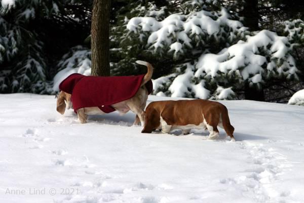 Hoover and Noog checking out the snow