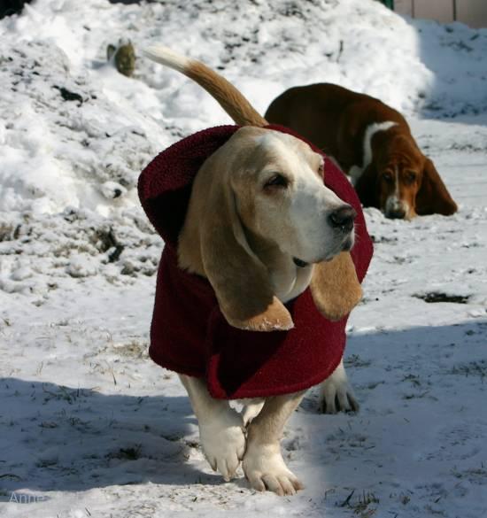 Hoover and Noog checking out the snow