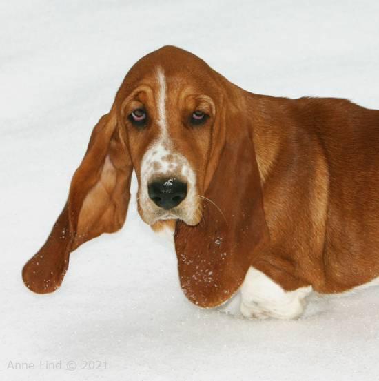 Noog hunting for a stick to play with